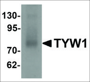 Anti-TYW1 antibody produced in rabbit affinity isolated antibody