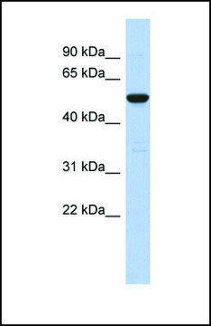 Anti-C9ORF75 antibody produced in rabbit affinity isolated antibody