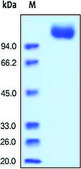 VEGFR2/Flk-1/KDR human recombinant, expressed in HEK 293 cells, ≥95% (SDS-PAGE)
