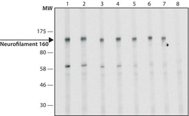 Anti-Neurofilament 160 antibody, Mouse monoclonal clone NN18, purified from hybridoma cell culture