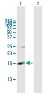 Anti-RHBDL2 antibody produced in mouse purified immunoglobulin, buffered aqueous solution