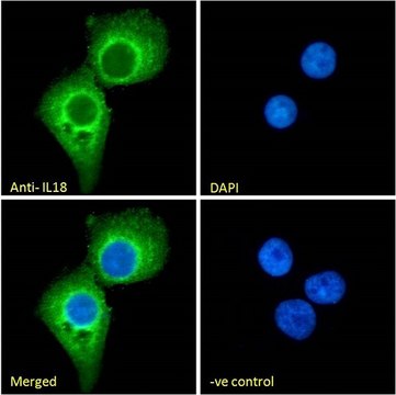 Anti-IL18 antibody produced in goat affinity isolated antibody, buffered aqueous solution