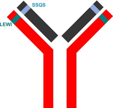 SILu&#174;MAb Vedolizumab Stable-Isotope Labeled Monoclonal Antibody recombinant, expressed in CHO cells