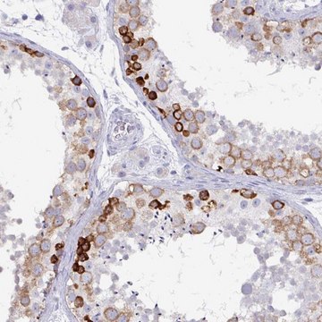 Anti-DAZ1 antibody produced in rabbit Prestige Antibodies&#174; Powered by Atlas Antibodies, affinity isolated antibody, buffered aqueous glycerol solution