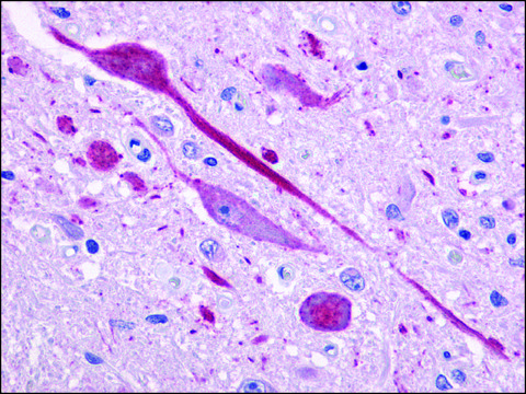 Anti-P2RY14 / P2Y14 antibody produced in rabbit affinity isolated antibody