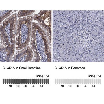 Anti-SLC51A antibody produced in rabbit Prestige Antibodies&#174; Powered by Atlas Antibodies, affinity isolated antibody, buffered aqueous glycerol solution