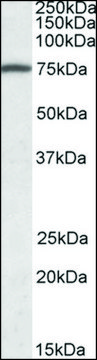 Anti-FERMT3 (C-terminal) antibody produced in goat affinity isolated antibody, buffered aqueous solution