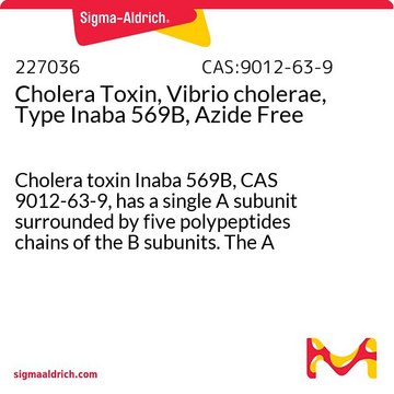 Cholera Toxin, Vibrio cholerae, Type Inaba 569B, Azide Free Cholera toxin Inaba 569B, CAS 9012-63-9, has a single A subunit surrounded by five polypeptides chains of the B subunits. The A subunit catalyzes the ADP-ribosylation of the &#945;-subunit of G-proteins.