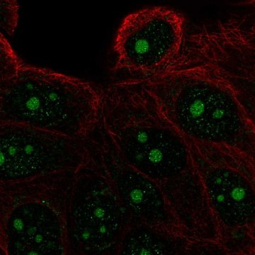 Anti-FAM133A antibody produced in rabbit Prestige Antibodies&#174; Powered by Atlas Antibodies, affinity isolated antibody