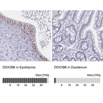 Anti-DDX39B antibody produced in rabbit Prestige Antibodies&#174; Powered by Atlas Antibodies, affinity isolated antibody