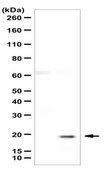 Anti-TRAPPC1 Antibody from rabbit, purified by affinity chromatography