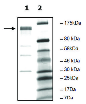 PDE4A10 active human recombinant, expressed in baculovirus infected Sf9 cells, &#8805;75% (SDS-PAGE)