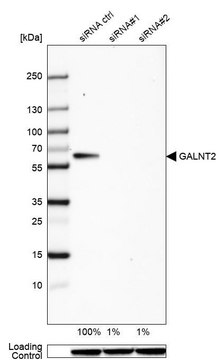 抗-GALNT2 兔抗 Prestige Antibodies&#174; Powered by Atlas Antibodies, affinity isolated antibody, buffered aqueous glycerol solution