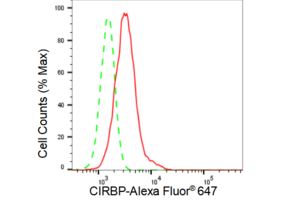 KD-Validated Anti CIRBP Antibody, clone 23GB7980, Rabbit Monoclonal clone 23GB7980, recombinant rabbit monoclonal, expressed in HEK293 cells