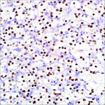 PAX-8 (MRQ-50) Mouse Monoclonal Antibody