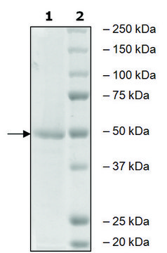 Aurora Kinase A active human recombinant, expressed in baculovirus infected Sf9 cells, &#8805;90% (SDS-PAGE)