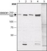 Anti-DOCK1 (C-terminal region) antibody produced in rabbit ~1.5 mg/mL, affinity isolated antibody, buffered aqueous solution