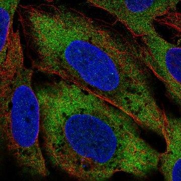 Anti-CIT antibody produced in rabbit Prestige Antibodies&#174; Powered by Atlas Antibodies, affinity isolated antibody