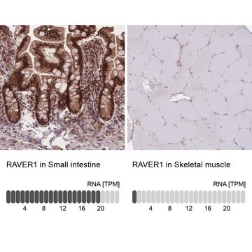 Anti-RAVER1 antibody produced in rabbit Prestige Antibodies&#174; Powered by Atlas Antibodies, affinity isolated antibody, buffered aqueous glycerol solution