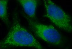 Anti-ATG4A antibody produced in rabbit ~1.0 mg/mL, affinity isolated antibody, buffered aqueous solution