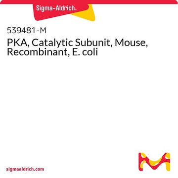 PKA, Catalytic Subunit, Mouse, Recombinant, E. coli