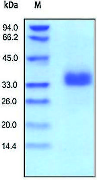 EpCAM/CD326 human recombinant, expressed in HEK 293 cells, &#8805;95% (SDS-PAGE)