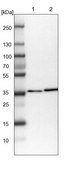 Anti-DNAJB14 antibody produced in rabbit Prestige Antibodies® Powered by Atlas Antibodies, affinity isolated antibody, buffered aqueous glycerol solution