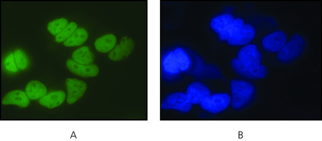 Anti-LSD1 (AOF2) (C-terminal) antibody produced in rabbit ~1&#160;mg/mL, affinity isolated antibody, buffered aqueous solution