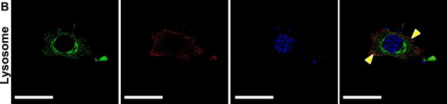 Anti-LAMP2 antibody produced in rabbit affinity isolated antibody, buffered aqueous solution