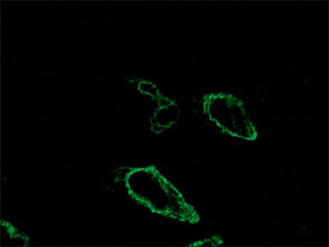 Anti-Mouse IgG (Fab specific)&#8722;FITC antibody produced in goat affinity isolated antibody, buffered aqueous solution