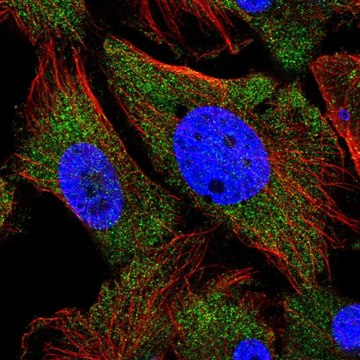 Anti-ARHGEF9 antibody produced in rabbit Prestige Antibodies&#174; Powered by Atlas Antibodies, affinity isolated antibody