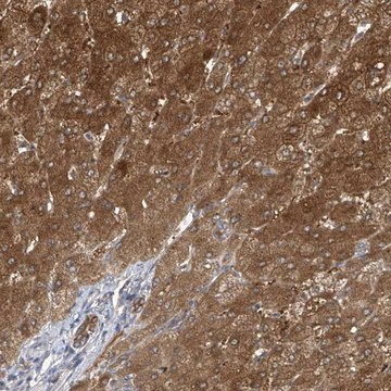 Anti-APLF antibody produced in rabbit Prestige Antibodies&#174; Powered by Atlas Antibodies, affinity isolated antibody, buffered aqueous glycerol solution