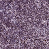 Anti-SRSF4 antibody produced in rabbit Prestige Antibodies® Powered by Atlas Antibodies, affinity isolated antibody, buffered aqueous glycerol solution