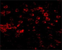 Anti-MATN4 antibody produced in rabbit affinity isolated antibody, buffered aqueous solution