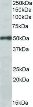 Anti-EIF3E (C-terminal) antibody produced in goat affinity isolated antibody, buffered aqueous solution