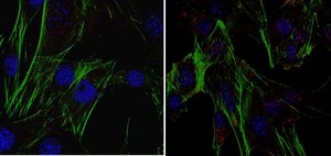 Anti-EGR1 Antibody, clone 16A10.1 clone 16A10.1, from mouse