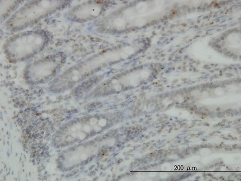 Monoclonal Anti-PRKG1 antibody produced in mouse clone 2B3, purified immunoglobulin, buffered aqueous solution