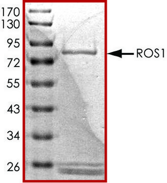 ROS1（1883-端），活性，GST 标记 人 PRECISIO&#174; Kinase, recombinant, expressed in baculovirus infected Sf9 cells, &#8805;70% (SDS-PAGE), buffered aqueous glycerol solution