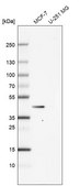 Anti-MVD antibody produced in rabbit Prestige Antibodies® Powered by Atlas Antibodies, affinity isolated antibody, buffered aqueous glycerol solution