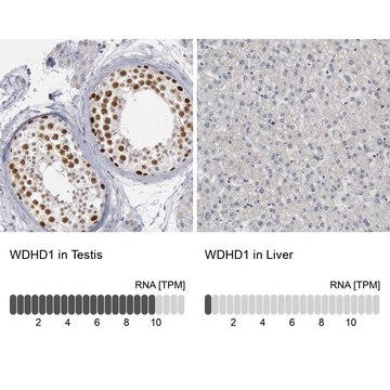 Anti-WDHD1 antibody produced in rabbit Prestige Antibodies&#174; Powered by Atlas Antibodies, affinity isolated antibody, buffered aqueous glycerol solution