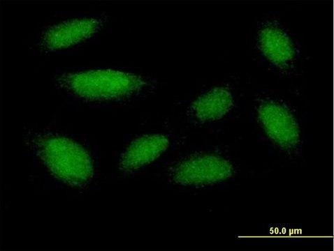 Anti-DUSP18 antibody produced in mouse purified immunoglobulin, buffered aqueous solution