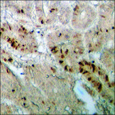 Anti-phospho-C/EBP-ε (pThr74) antibody produced in rabbit affinity isolated antibody