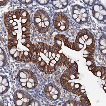 Anti-OTOL1 antibody produced in rabbit Prestige Antibodies&#174; Powered by Atlas Antibodies, affinity isolated antibody, buffered aqueous glycerol solution