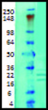 Monoclonal Anti-KCNIP1 antibody produced in mouse clone S55-82, 1&#160;mg/mL, purified immunoglobulin