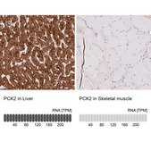 Anti-PCK2 antibody produced in rabbit Prestige Antibodies® Powered by Atlas Antibodies, affinity isolated antibody, buffered aqueous glycerol solution
