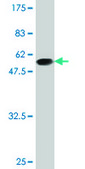 Monoclonal Anti-BIN3 antibody produced in mouse clone 1H8, purified immunoglobulin, buffered aqueous solution