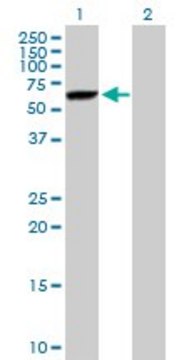 Anti-DNAJC7 antibody produced in mouse purified immunoglobulin, buffered aqueous solution