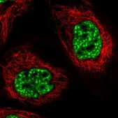 Anti-PRPF40A antibody produced in rabbit Prestige Antibodies® Powered by Atlas Antibodies, affinity isolated antibody, buffered aqueous glycerol solution