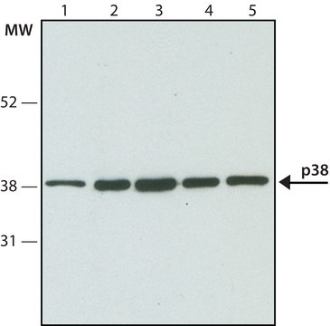 Anti-p38 MAP Kinase antibody produced in rabbit IgG fraction of antiserum, buffered aqueous solution