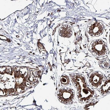 Anti-TBKBP1 antibody produced in rabbit Prestige Antibodies&#174; Powered by Atlas Antibodies, affinity isolated antibody, buffered aqueous glycerol solution